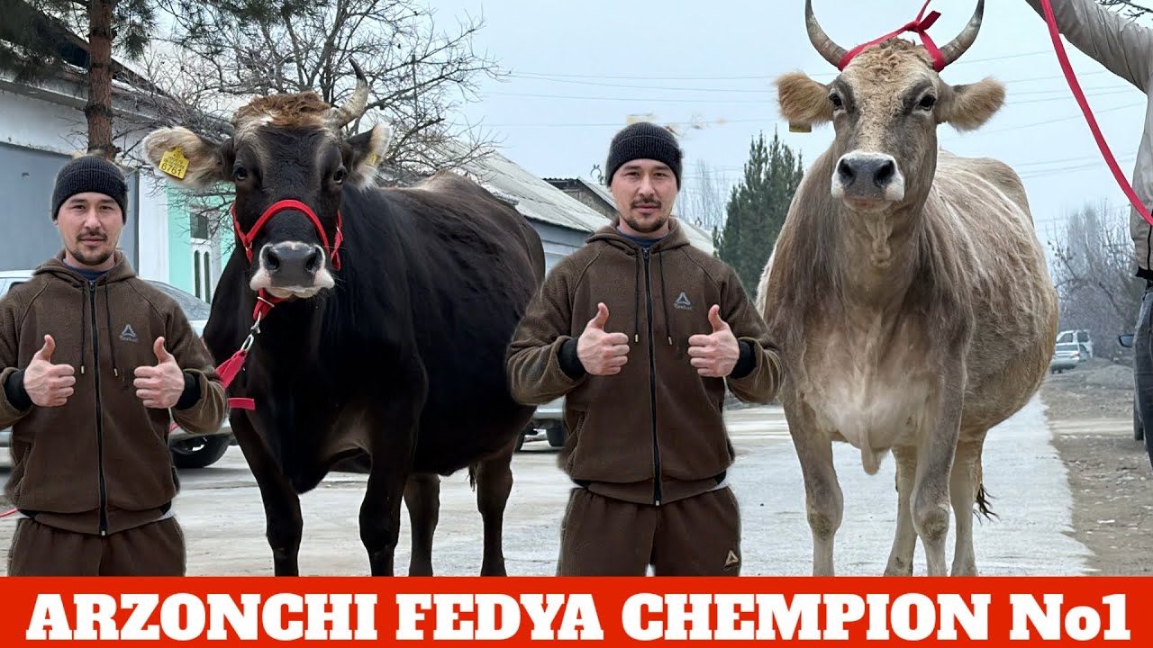 ARZONCHI FEDYA JANGDA🔥NARXLAR SINDI😳CHEMPION SIGIR BOʻGʻOZLAR😱EGIZCHILAR