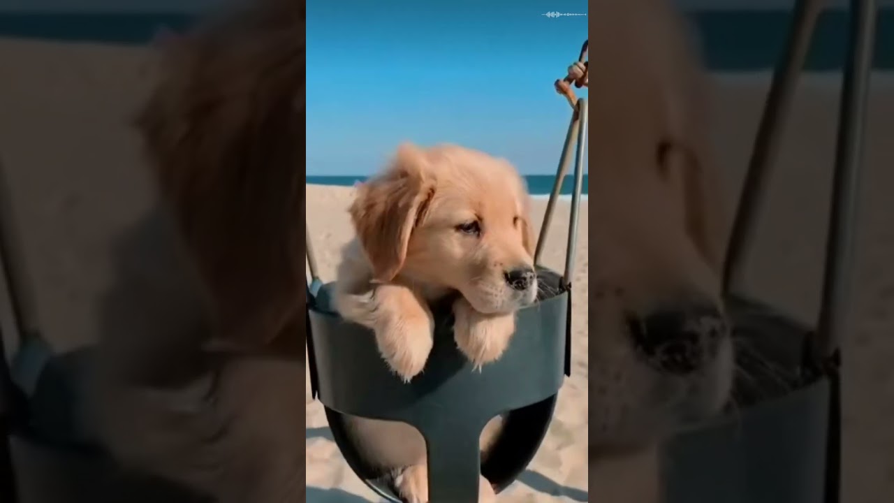 Tình yêu bình yên nhất là khi mình có nhau 🌊🐶