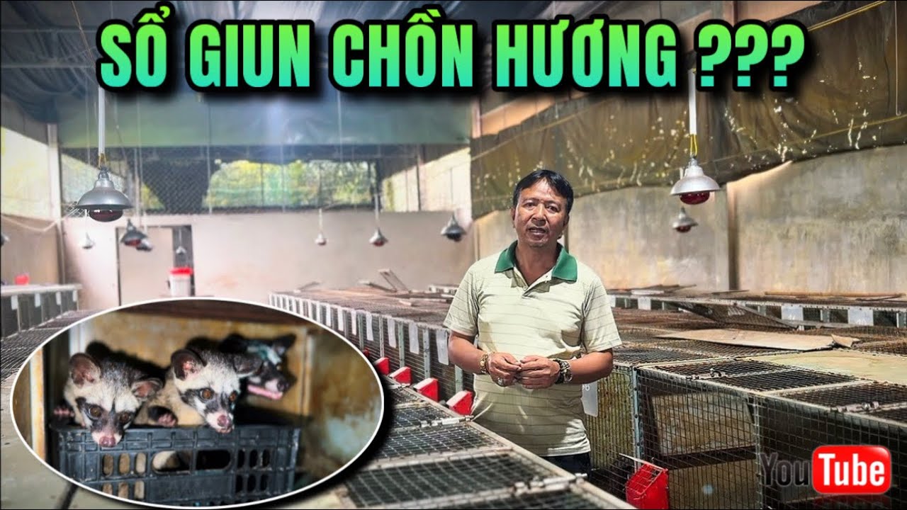 Chia sẻ kinh nghiệm: Chồn hương có cần Sổ giun không ? Như thế nào là hợp lí ?