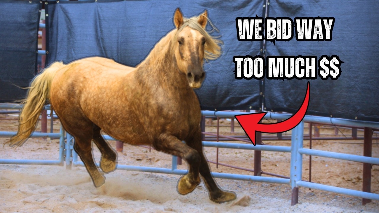 Our First Wild Horse Auction – Did We Win Our Dream Mustang?