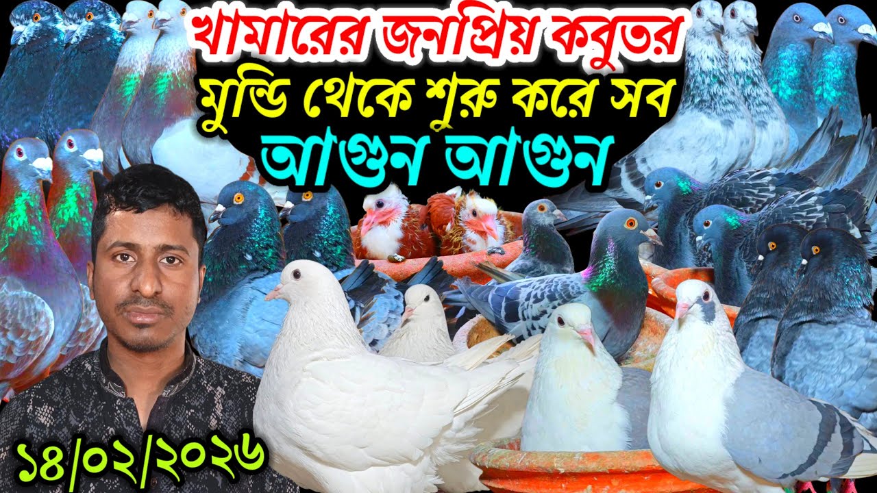 খামারের জনপ্রিয় কবুতর মুন্ডি থেকে সব ধরনের কবুতর কিনুন আকর্ষণীয় পৃথিবীর সেরা রাজকীয় কবুতর বিক্রি