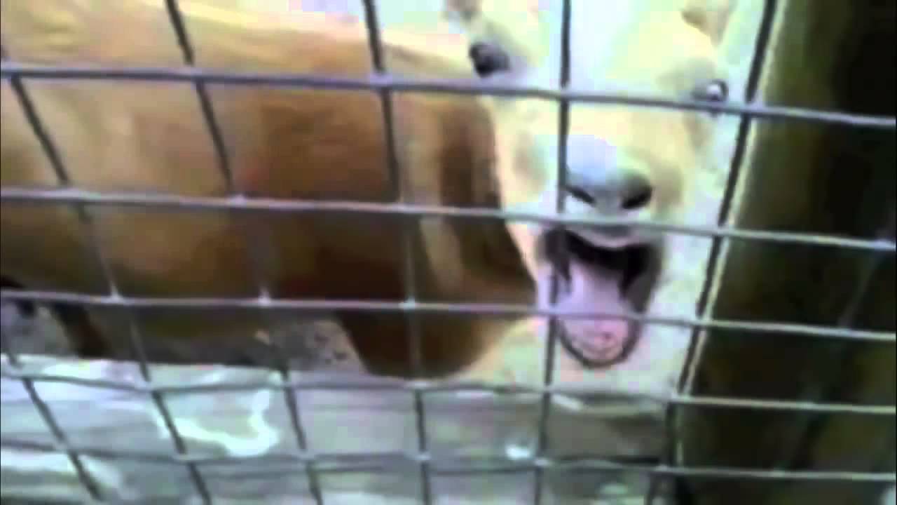 The Ultimate Goats Yelling Like Humans Compilation Original]