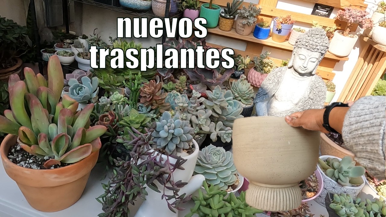 una nueva maceta y trasplantes😁 |Planta Me