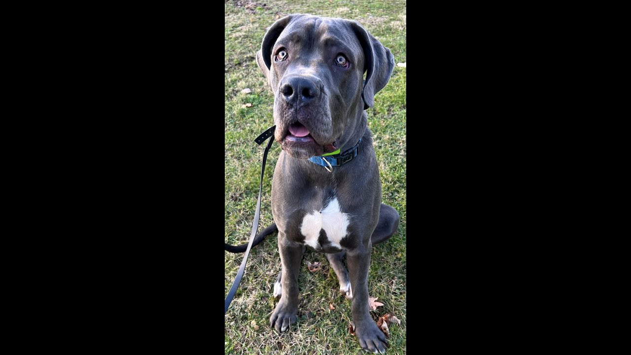 Chaos - 8 month old Great Dane / Cane Corso Mix | 2-Week Board and Train | Pittsburgh