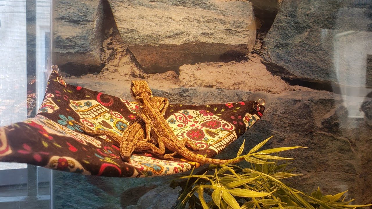 DIY BEARDED DRAGON HAMMOCK!
