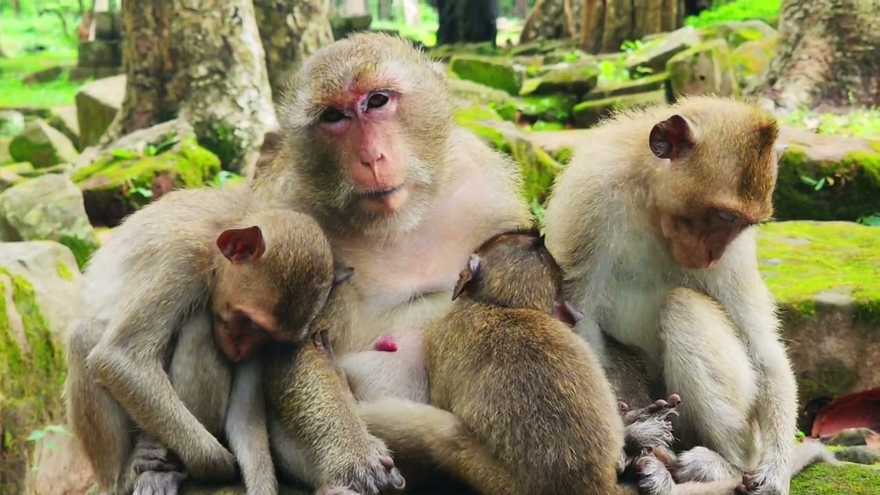 Good time for Gladis monkey breastfeeding and sleep too.