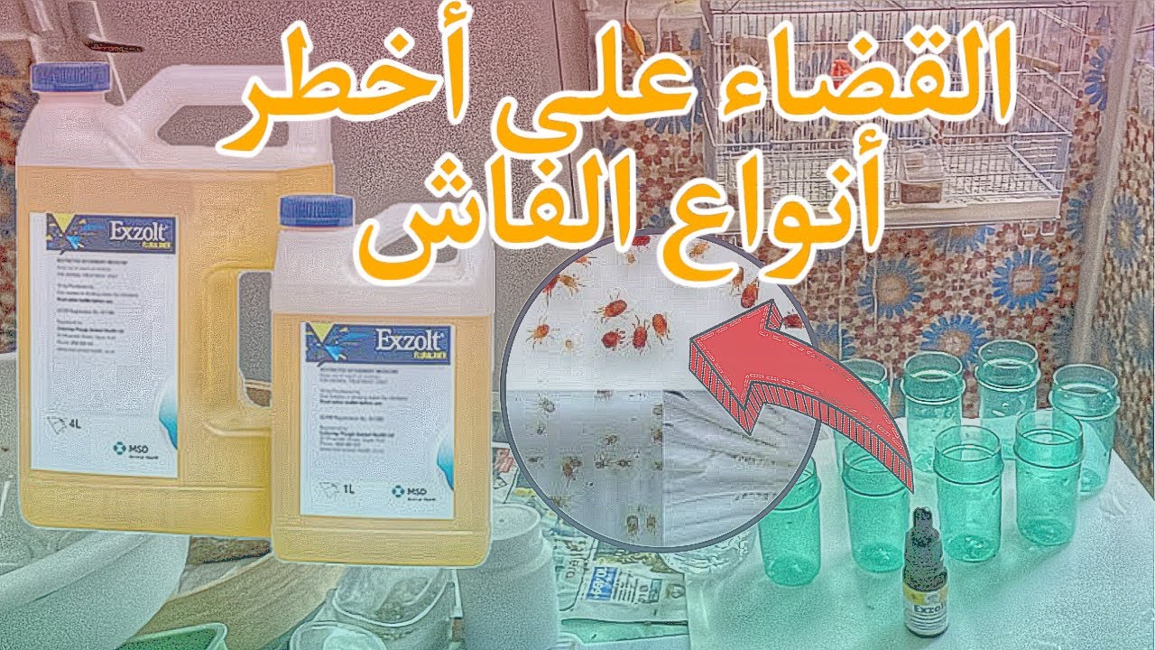 القضاء على أخطر أنواع الفاش الجلدي و الرئوي و الفاش الأحمر عند الطيور (EXZOLT)