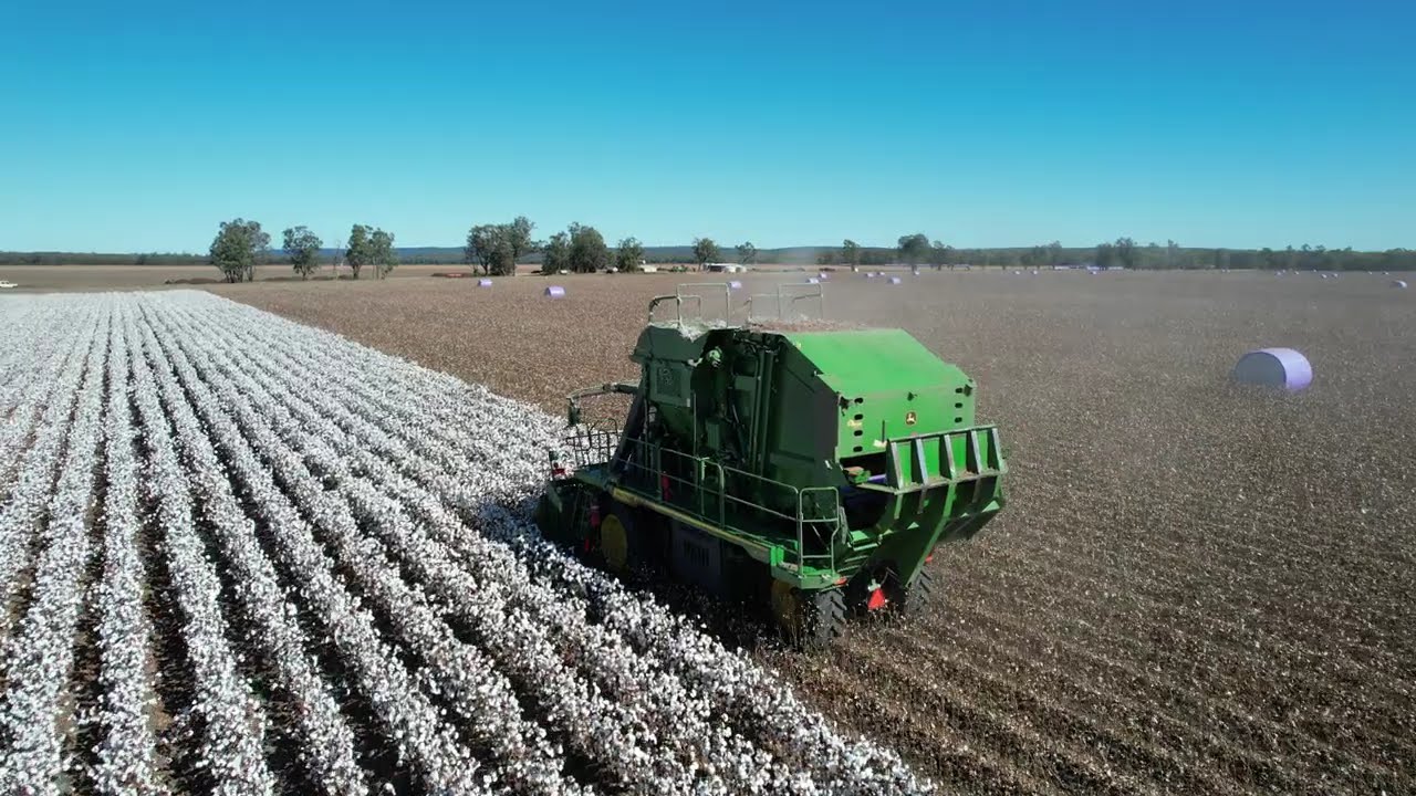 2024 cotton harvest