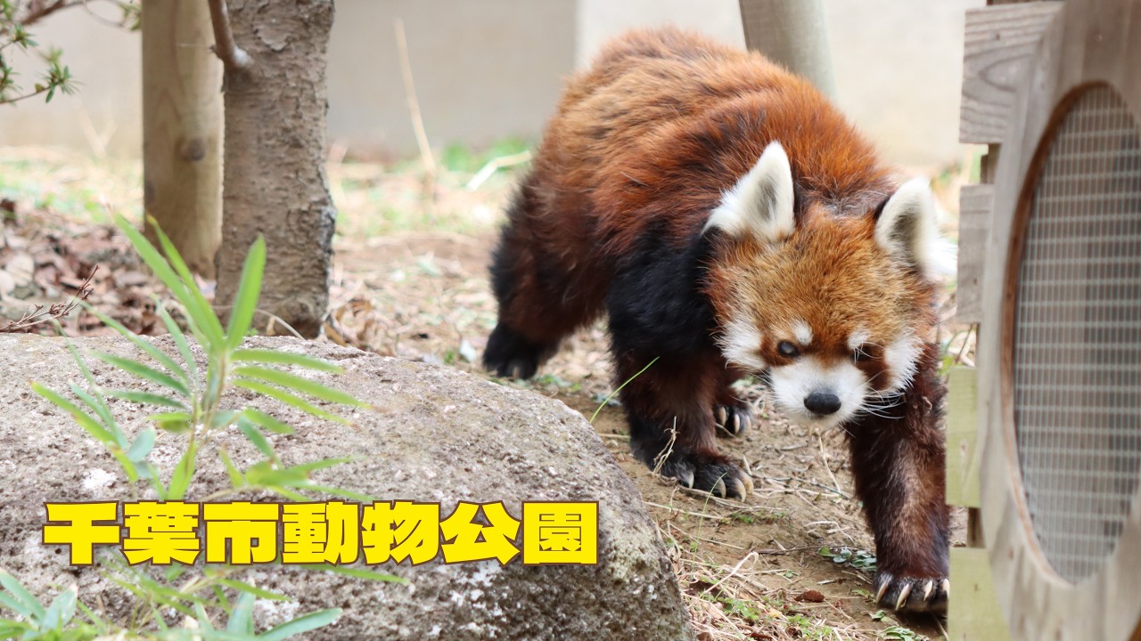 風太さんはチャレンジャー　2026年3月13日　Red panda at Chiba Zoological Park