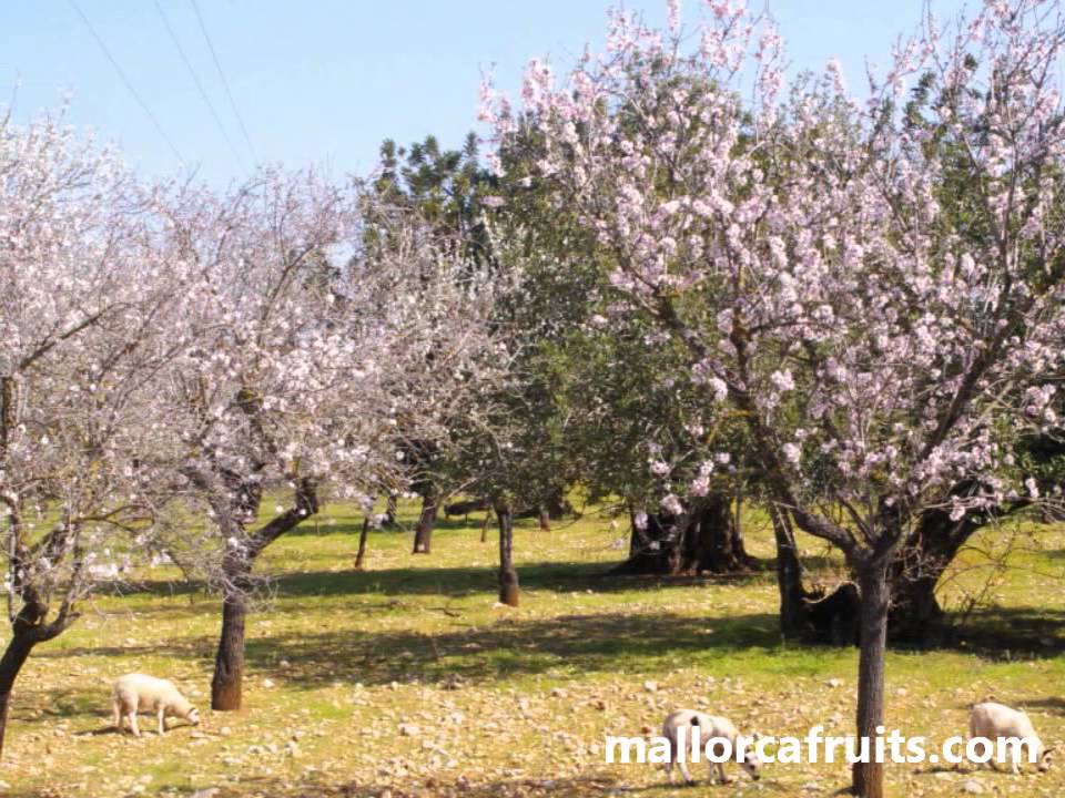 Danzando en primavera, almendros en flor Mallorca