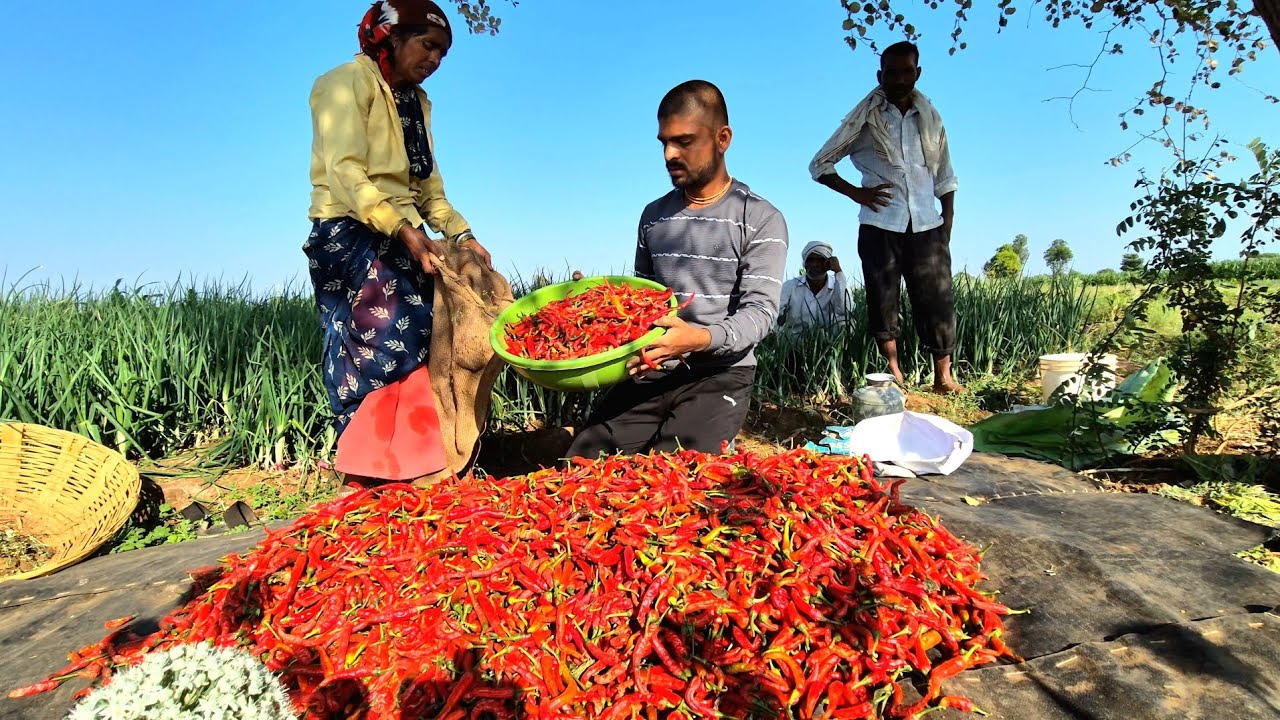 दुपारच्या कडक उन्हातच तोडल्यात मिरच्या | Village Life Vlog 