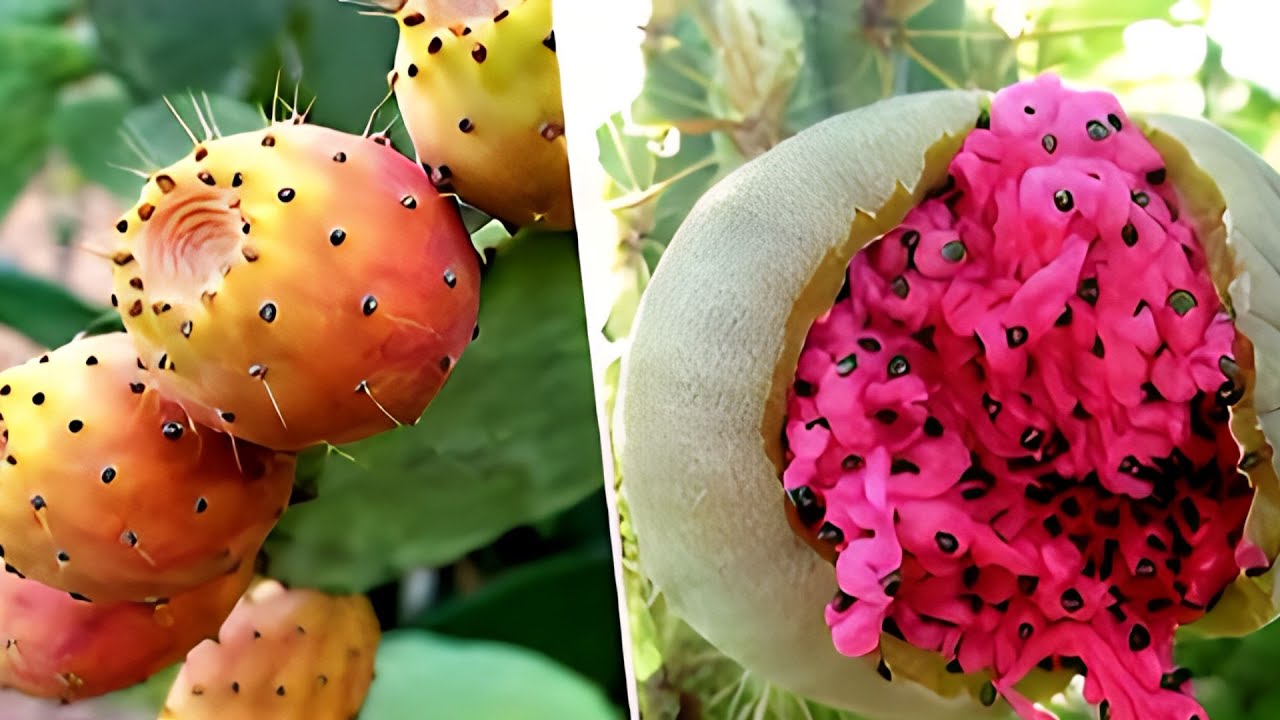 15 Frutas Ex&oacute;ticas Mas Raras E Incre&iacute;bles Del Mundo