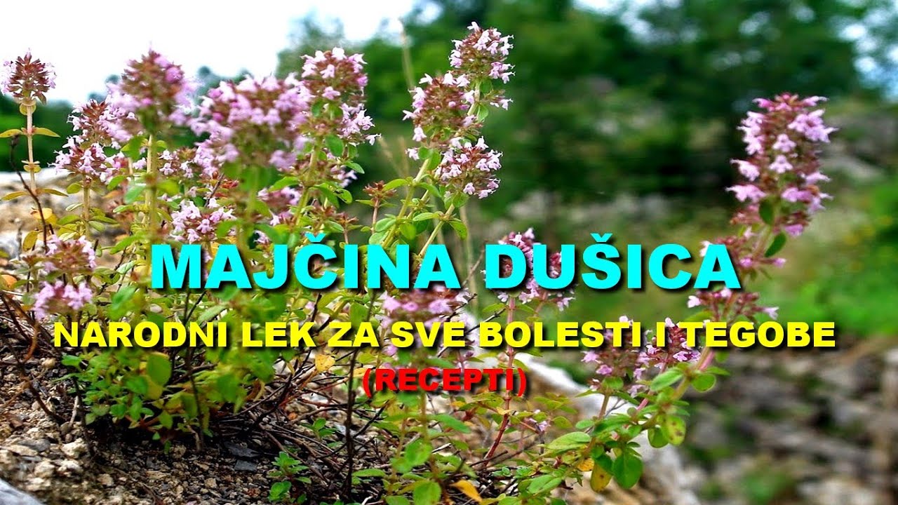 MAJČINA DUŠICA - NARODNI LEK Za SVE BOLESTI i TEGOBE (RECEPTI)