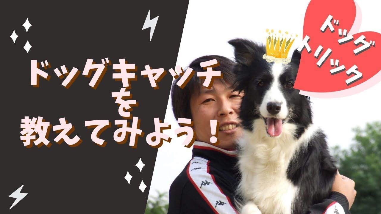 【犬の芸 しつけ】犬を呼ぶ時、しっかり抱っこができるように教えよう！ドッグキャッチの教え方。