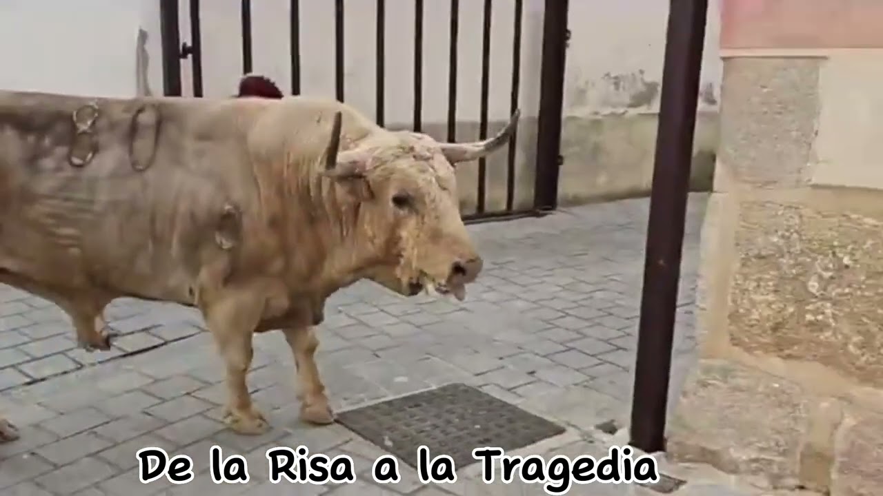 San Juan Coria 2023, Resumen día 26,   Toro de la Juventud Cauriense  ganaderia de Fuente Ymbro.