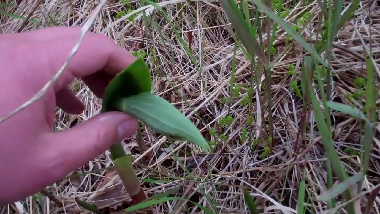 Common Alaskan Edible Spring Greens | Off-grid living in Alaska