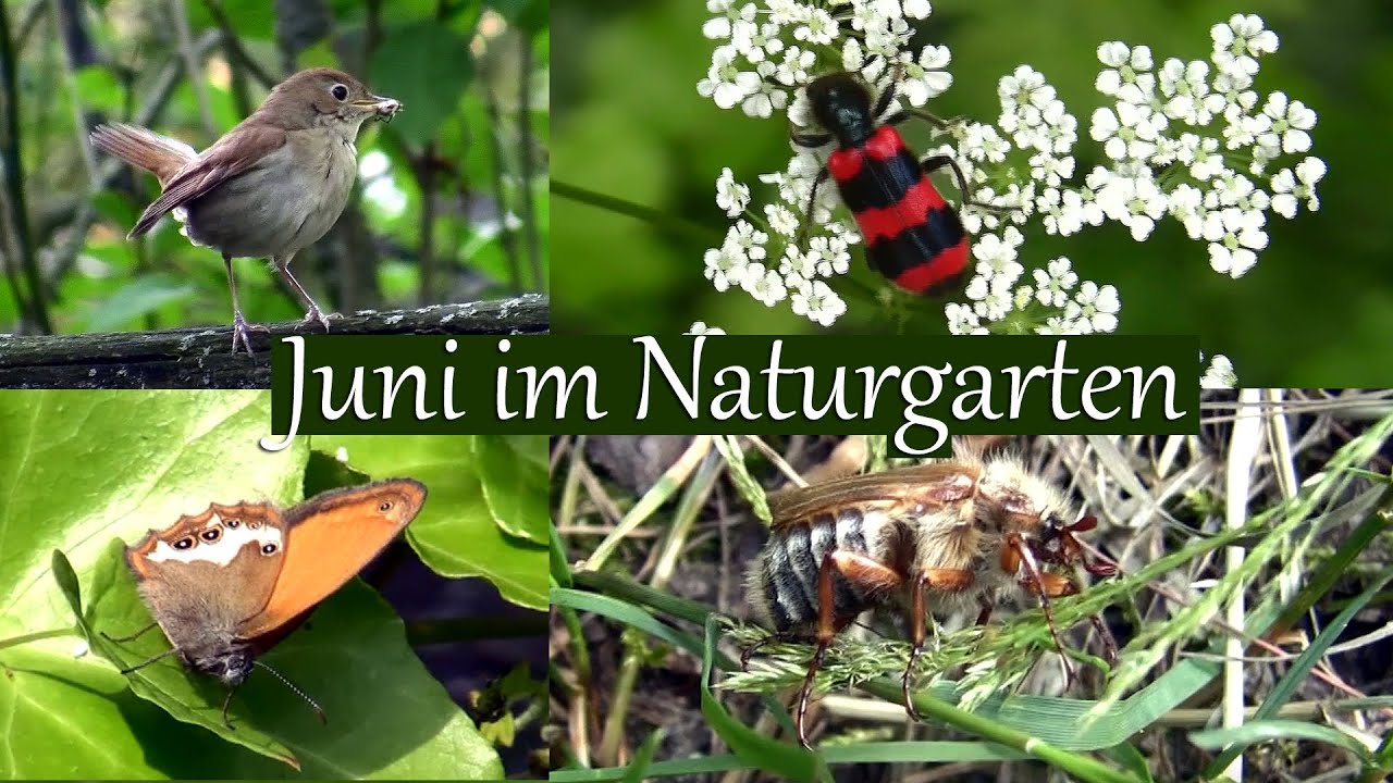Juni im Naturgarten