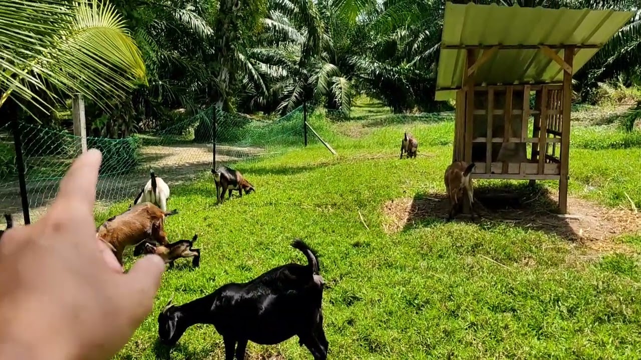 Bermula 4 ekor, sekarang dah 16 ekor kambing 🐑
