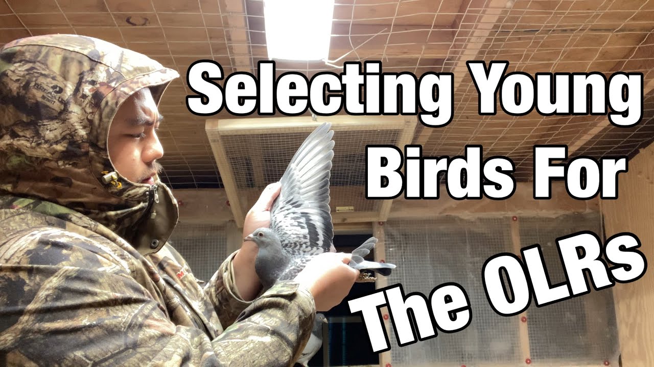 Selecting Young Birds To The One Loft Races #OLR #oneloftrace #racingpigeon #youngbirds #pigeon