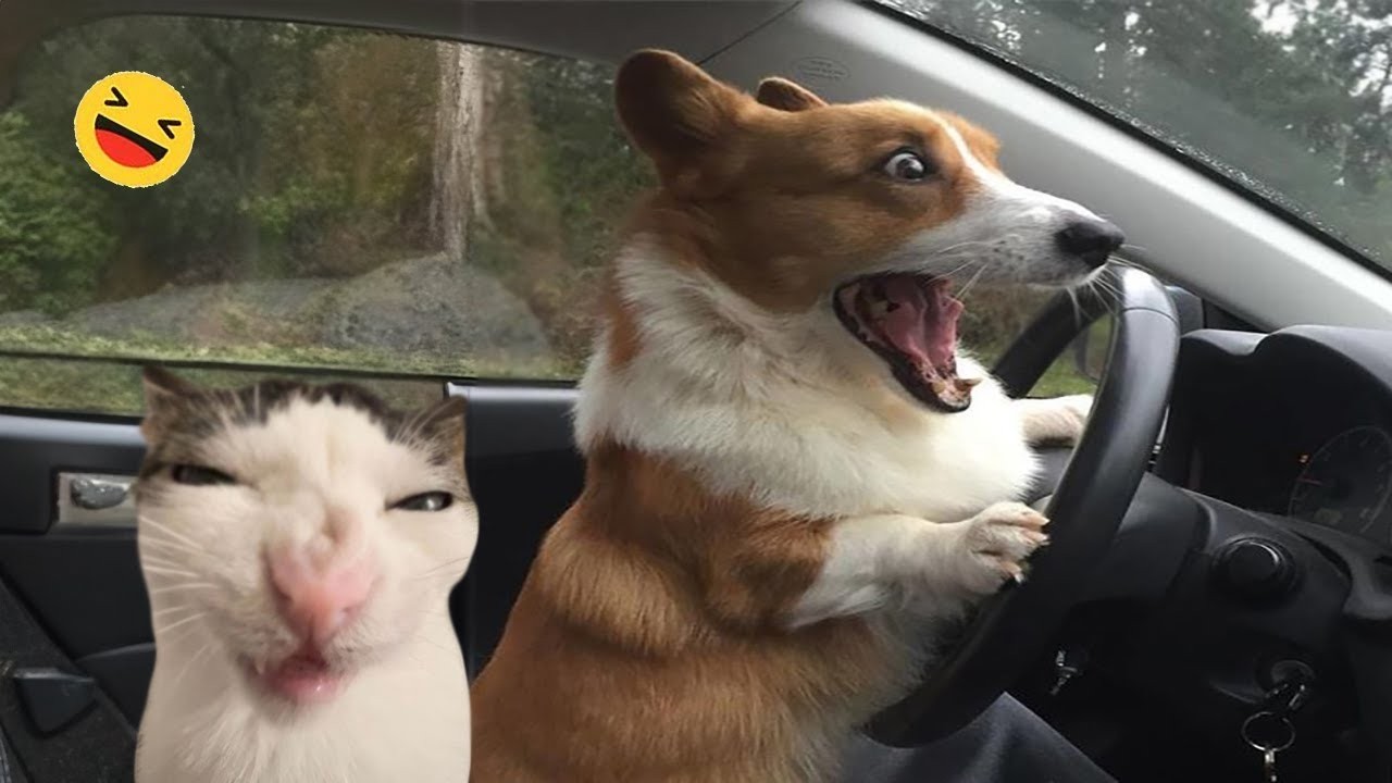 ULTIMATE Cat and Dog Videos 2026 | FUNNIEST Pets
