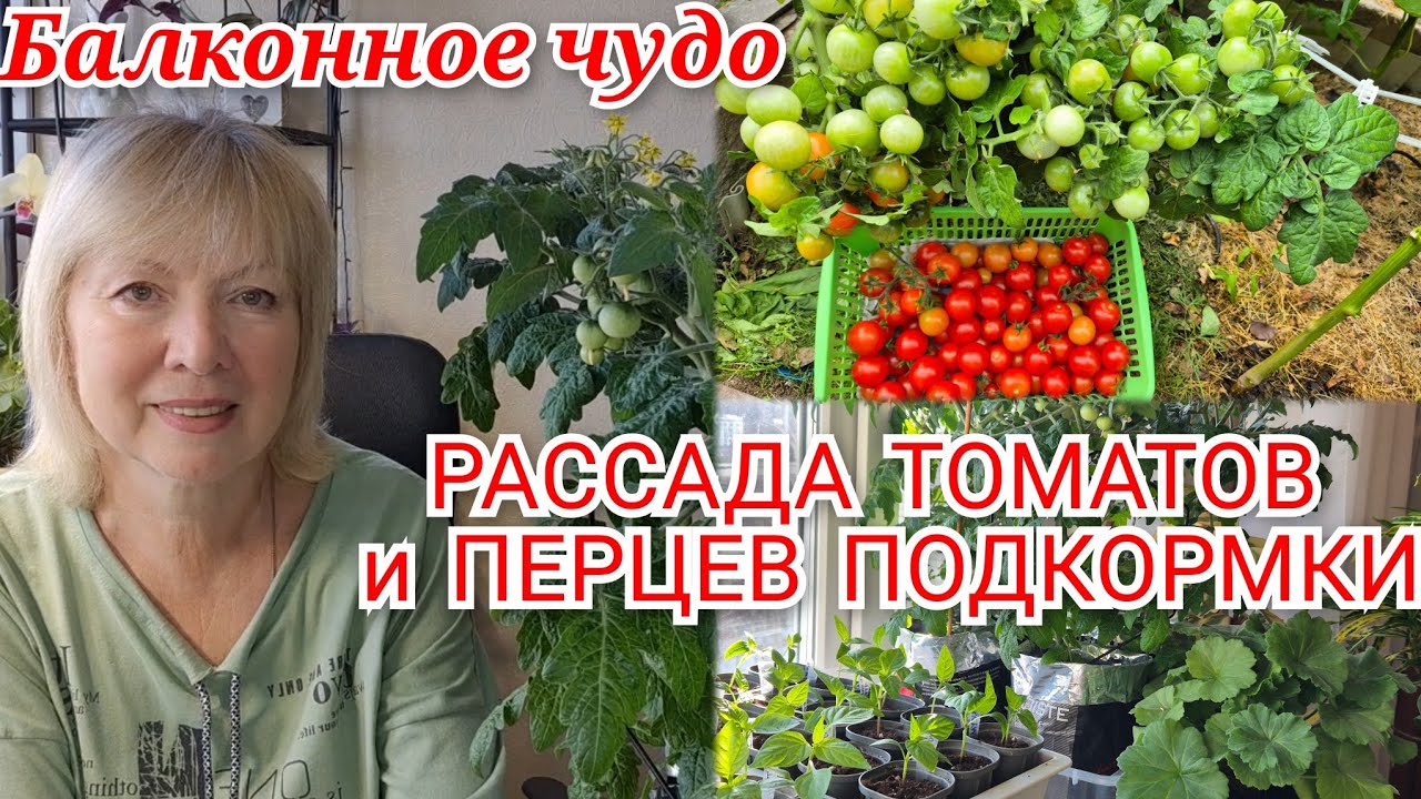 Выращиваем КРЕПКУЮ  РАССАДУ  Так делать НЕ НАДО. Томаты БАЛКОННОЕ ЧУДО завалят урожаем