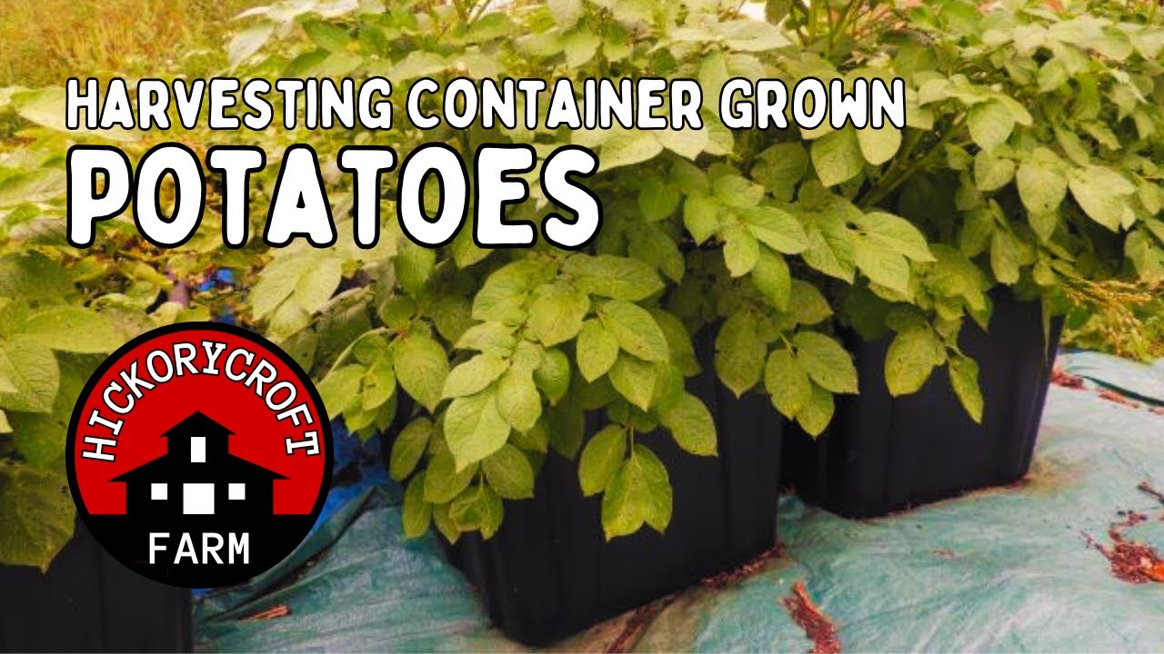 First Harvest From our Container Grown Potatoes 2020
