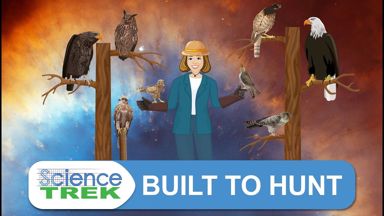 Хищные птицы: Созданы для охоты | Science Trek