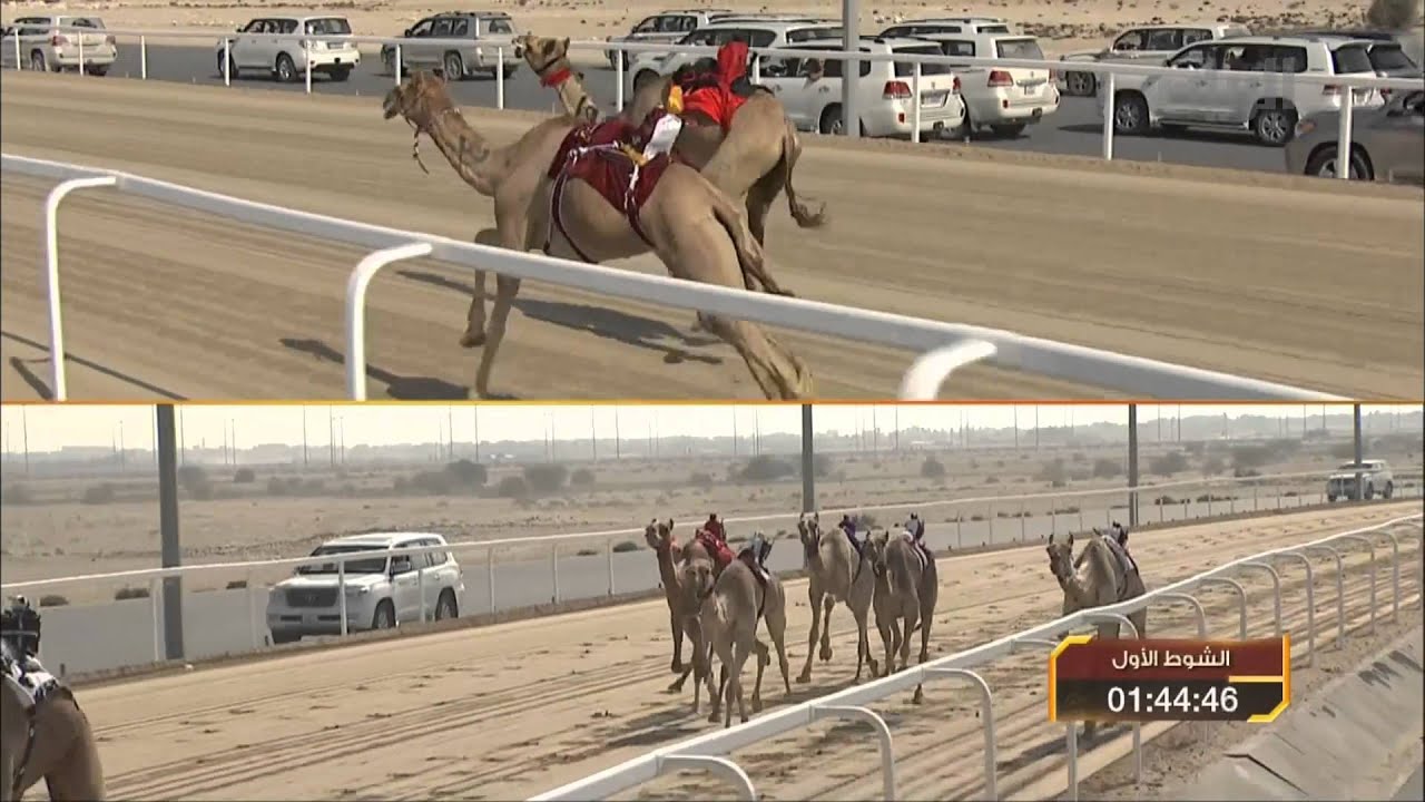 سباق أمير البلاد المفدى للهجن العربية الأصيلة - لقايا بكار - الشوط الأول -21-01-2014