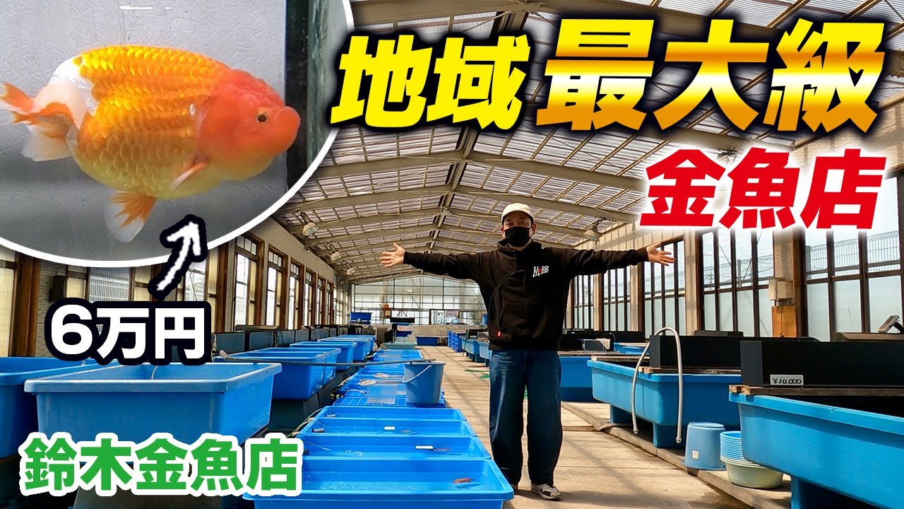 【鈴木金魚店】「弥富金魚最大」の売り場面積！リーズナブルの金魚から高級魚まで一挙見できます‼︎