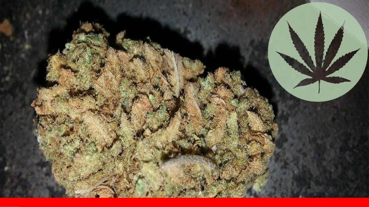 Sunshine #4 - All About This Strain