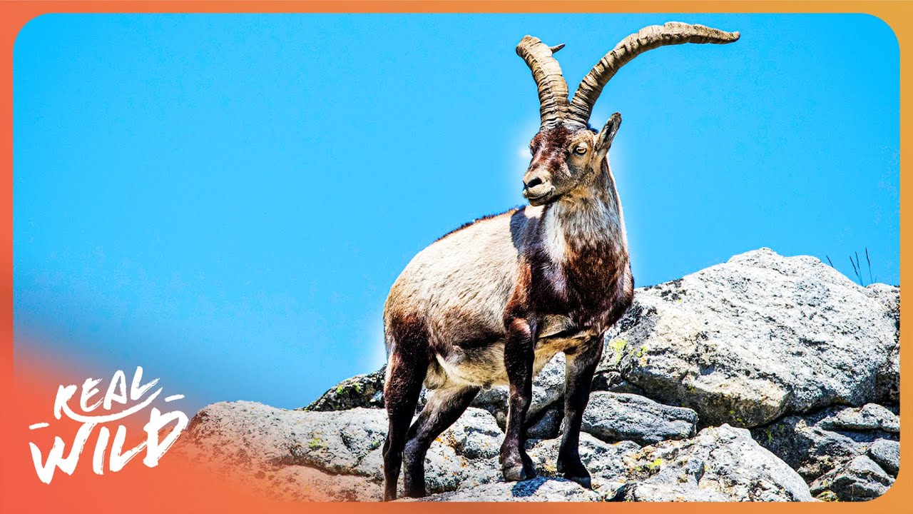 The Incredible Wildlife of Europe's Most Unique Valley | 4K