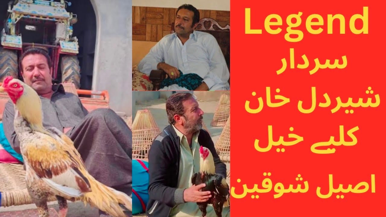اصیلوں کے بے تاج بادشاہ سردار شیردل خان کلیے خیل