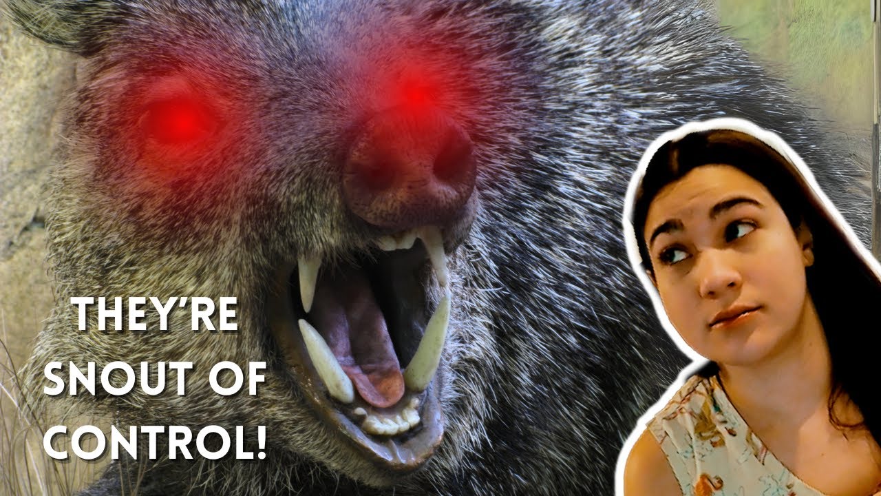 Javelina Smackdown! Facts You Never Knew About Collared Peccaries. 