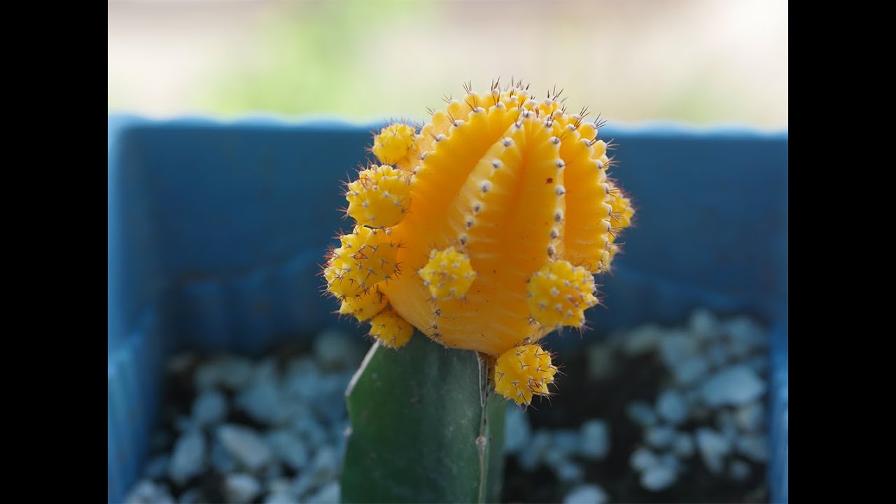 HOW TO PROPAGATE MOON CACTUS