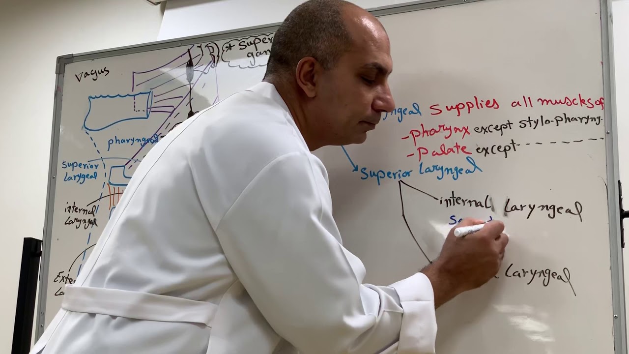 Vagus & hypoglossal nerves