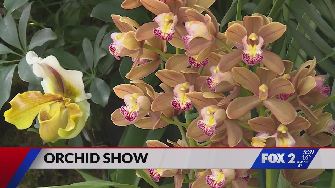 Orchid Show returns to Missouri Botanical Garden