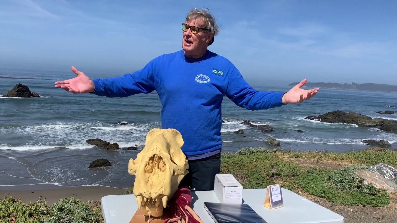 The Elephant Seal Skull and Adaptations: Virtual Field Trip with the Friends of the Elephant Seal(4)