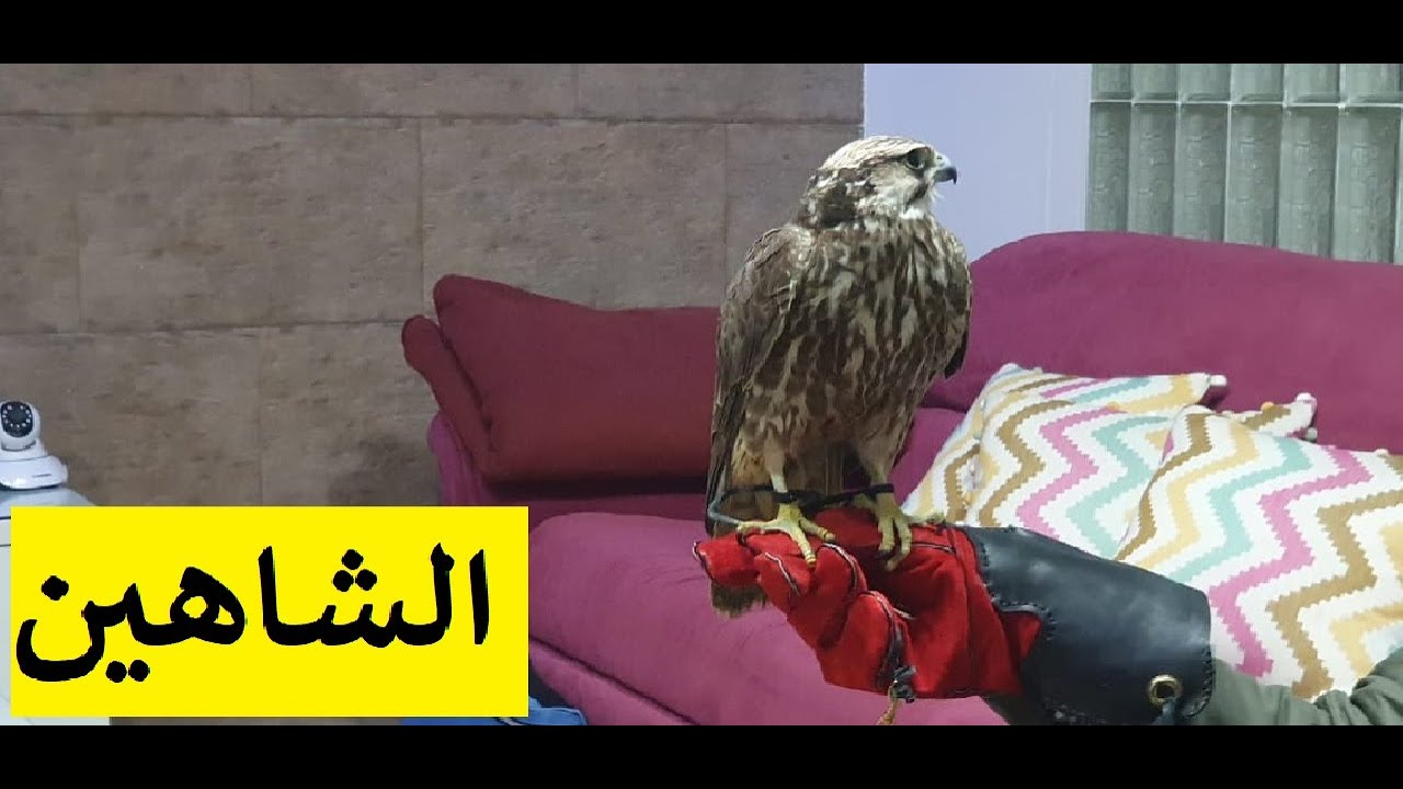 halcón peregrino (صقر