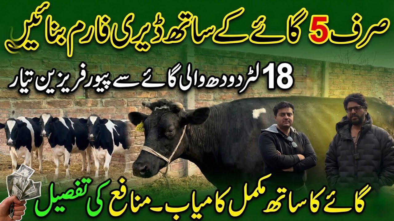 5 cows dairy farm success story II 18 liter cow say Friesien cow tiar II Cow farming success