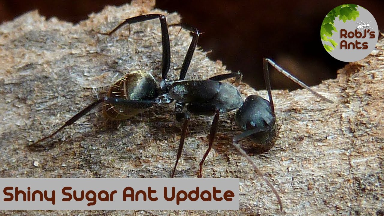 Shiny Sugar Ant | Getting A Spot Clean
