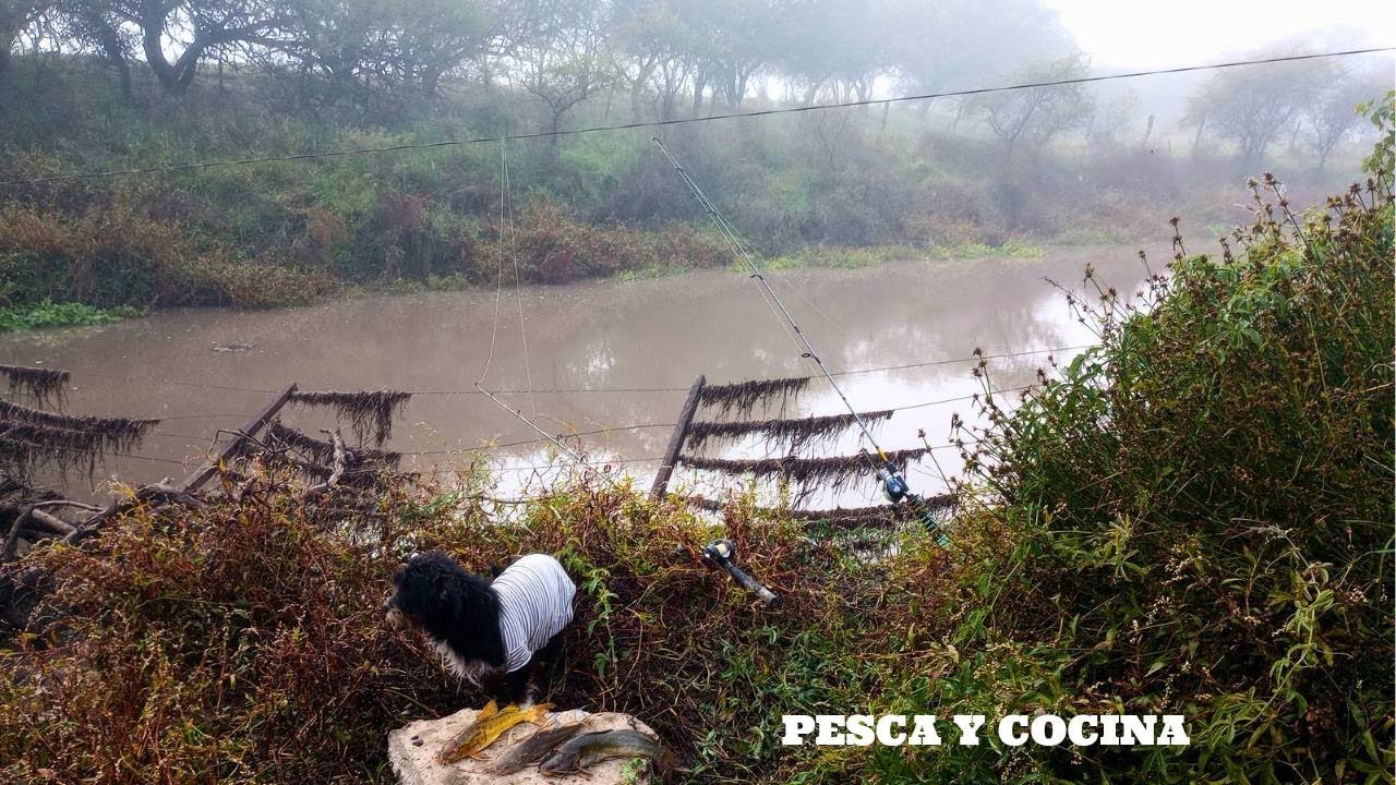 🔥🔥2 dias de PESCA en ARROYOS LLENO de BAGRES y TARARIRAS pesca certera 2025