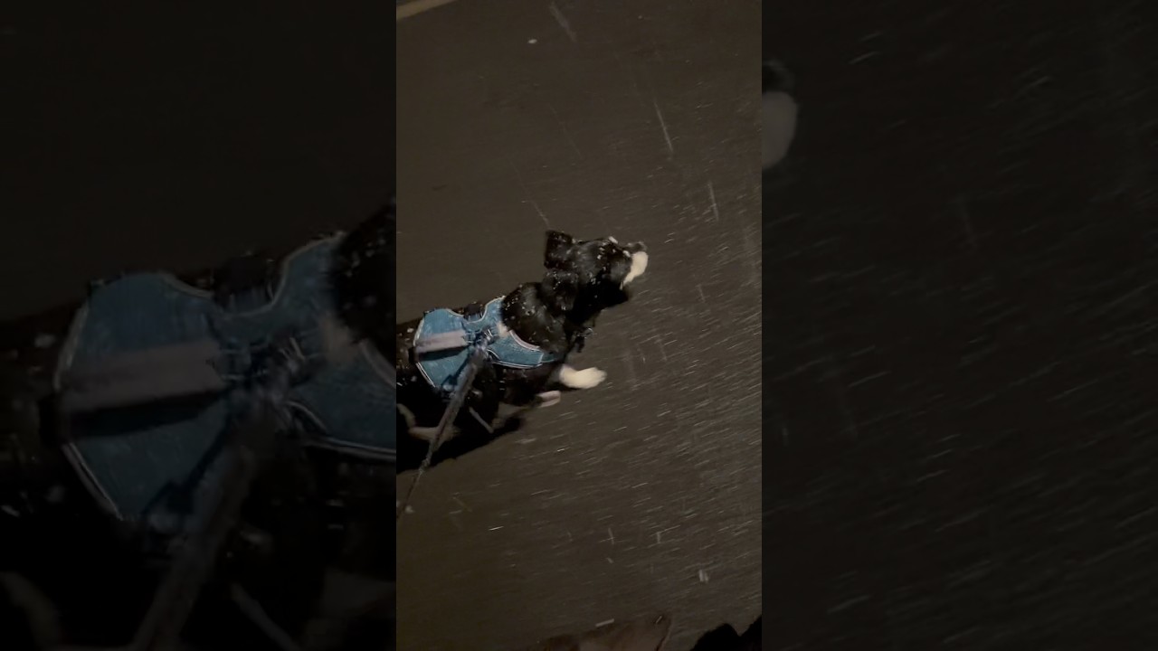 Bestia ze wschodu wreszcie w UK ?🤣🤣 