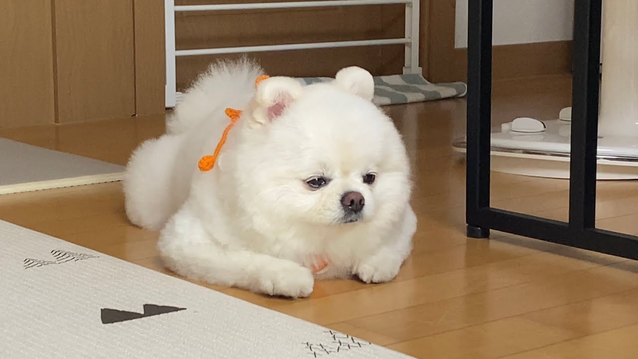 남들이 보면 이상한 우리집 강아지의 행동..ㅋ