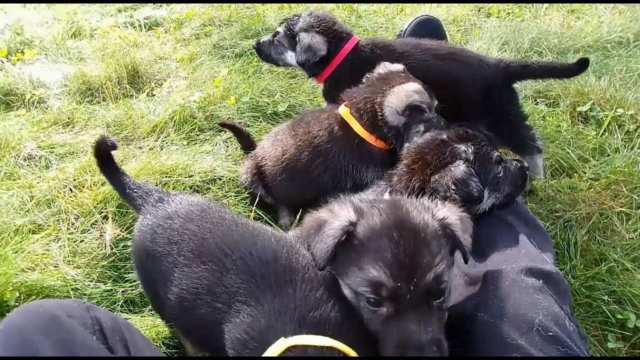 5-week-old German Shepherd Puppies: Playtime Highlights