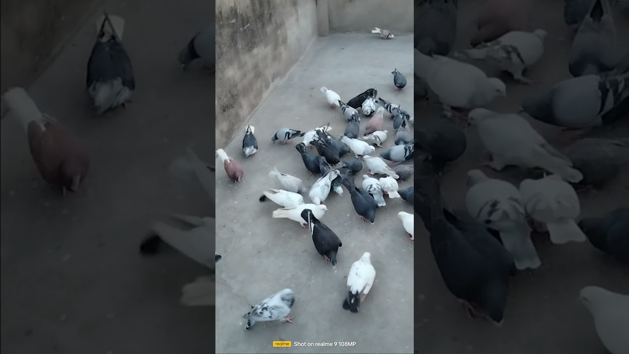 kabutar ke nasal #kalsare jalda #pigeon #birdslove#trending #shorts#subscribe