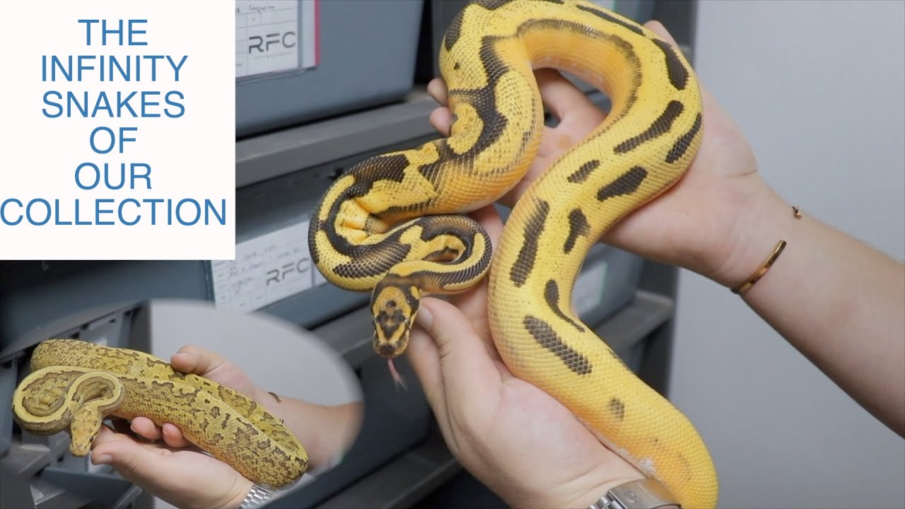 Hidden GEMS In Our Collection || Confusion, DG, Bongo & MORE!!