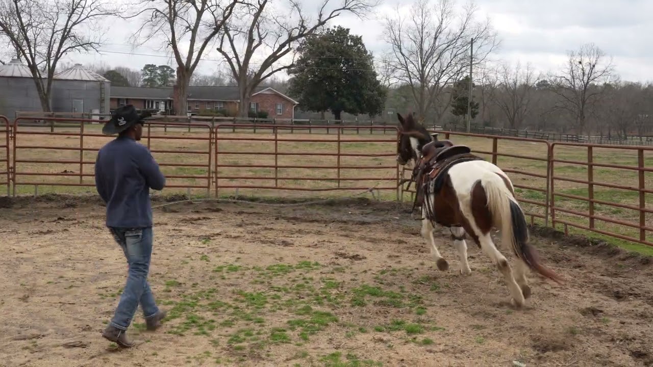 Тренировка моей неопытной лошади в круглом манеже (отчет о ходе работ)