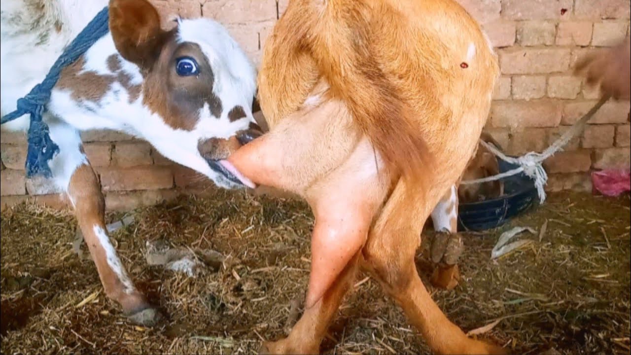 Goat Milk Drinking ASMR Video//Cute Cow Baby