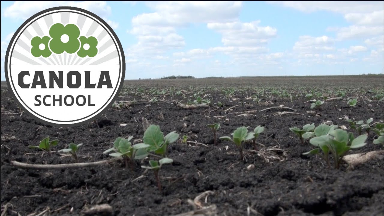 Canola School: Who's who in the zoo? The difference between striped and crucifer flea beetles
