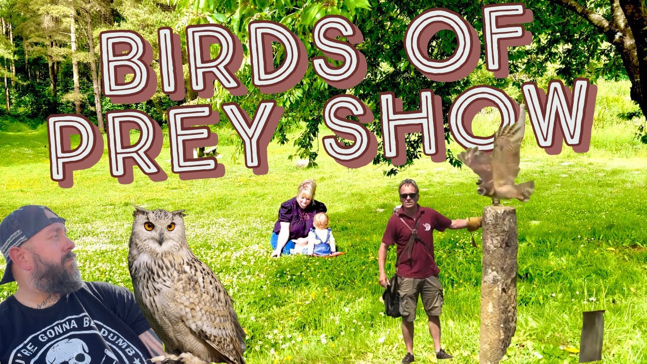 Amazing Day watching Birds of Prey in North Yorkshire